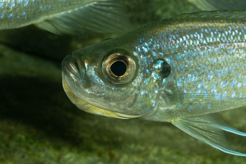 Haplotaxodon microlepis 'Cape Kabogo'